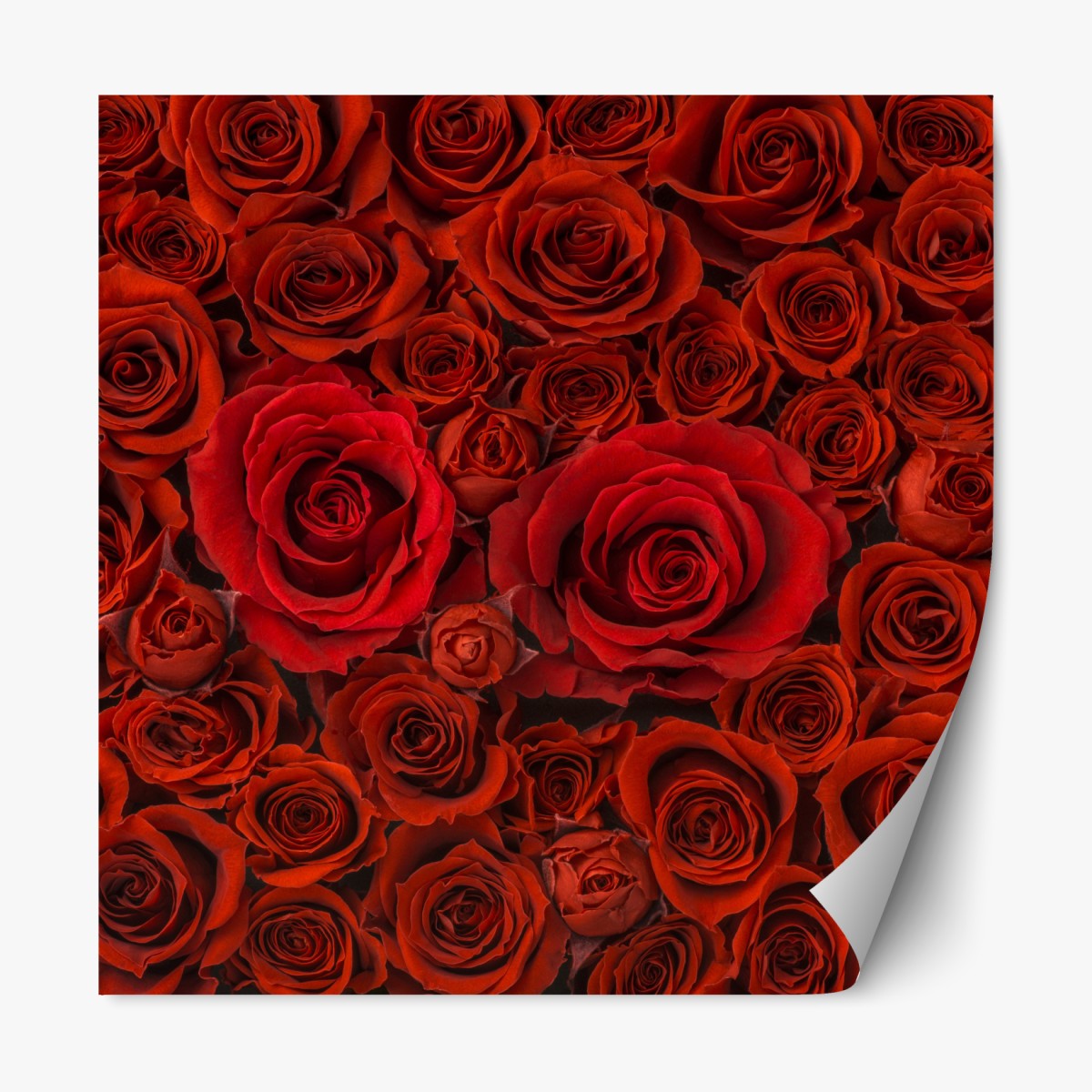 Repositionable sticker lush red rose collage