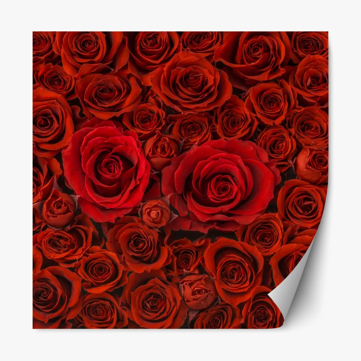 Naklejka repozycjonowalna bukiet czerwonych róż w zbliżeniu – Wallissimo® Naklejka repozycjonowalna bukiet czerwonych róż w zbliżeniu – Wallissimo®
