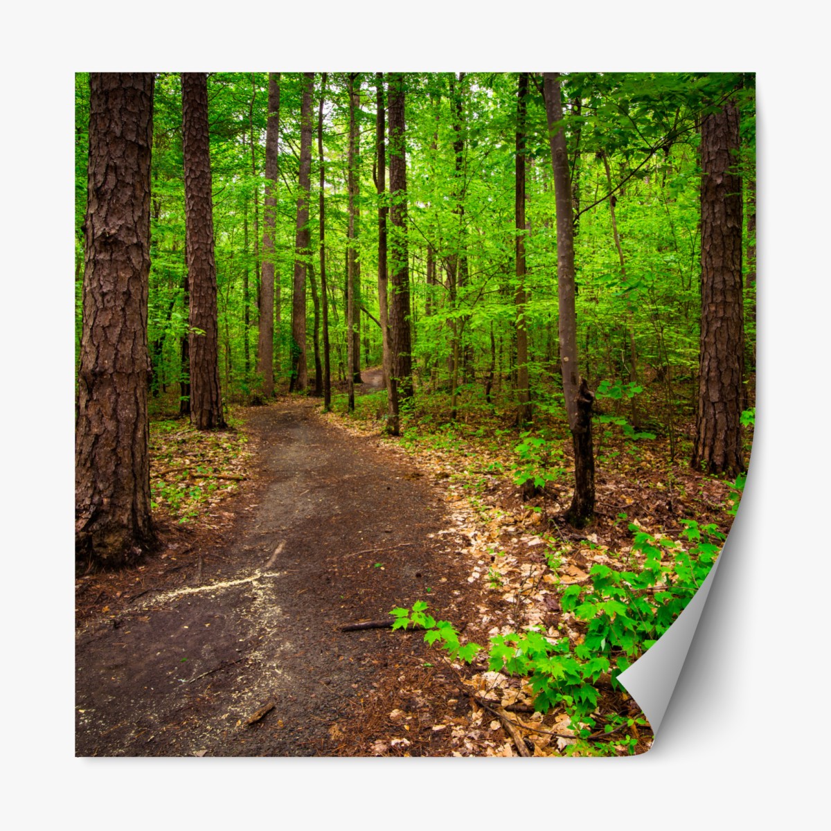 Repositionable sticker serene green forest trail