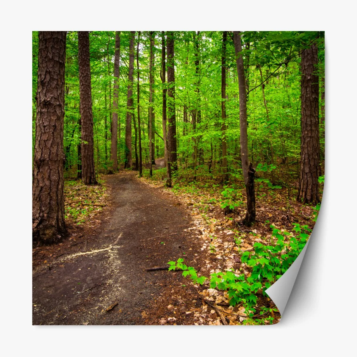 Naklejka repozycjonowalna spokojna zielona ścieżka leśna – Wallissimo® Naklejka repozycjonowalna spokojna zielona ścieżka leśna – Wallissimo®