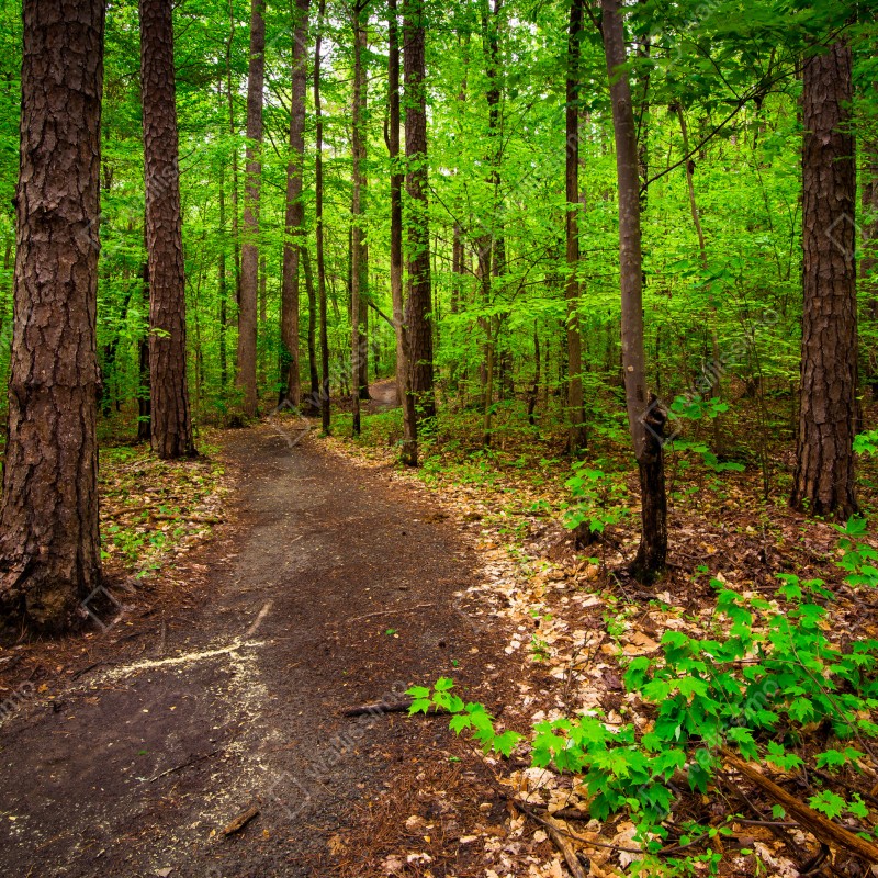 Naklejka repozycjonowalna spokojna zielona ścieżka leśna – Wallissimo® Naklejka repozycjonowalna spokojna zielona ścieżka leśna – Wallissimo®