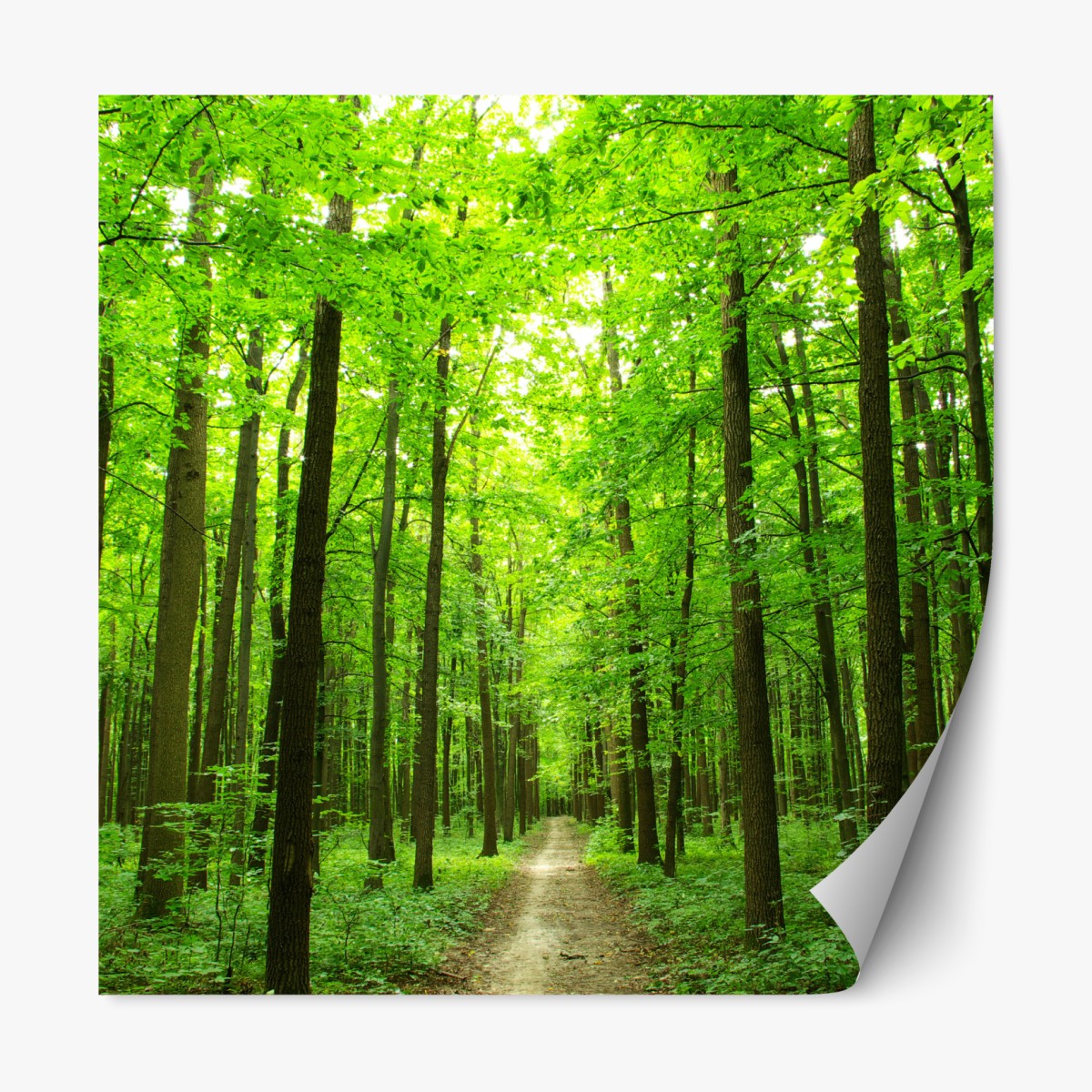 Repositionable sticker tranquil forest pathway