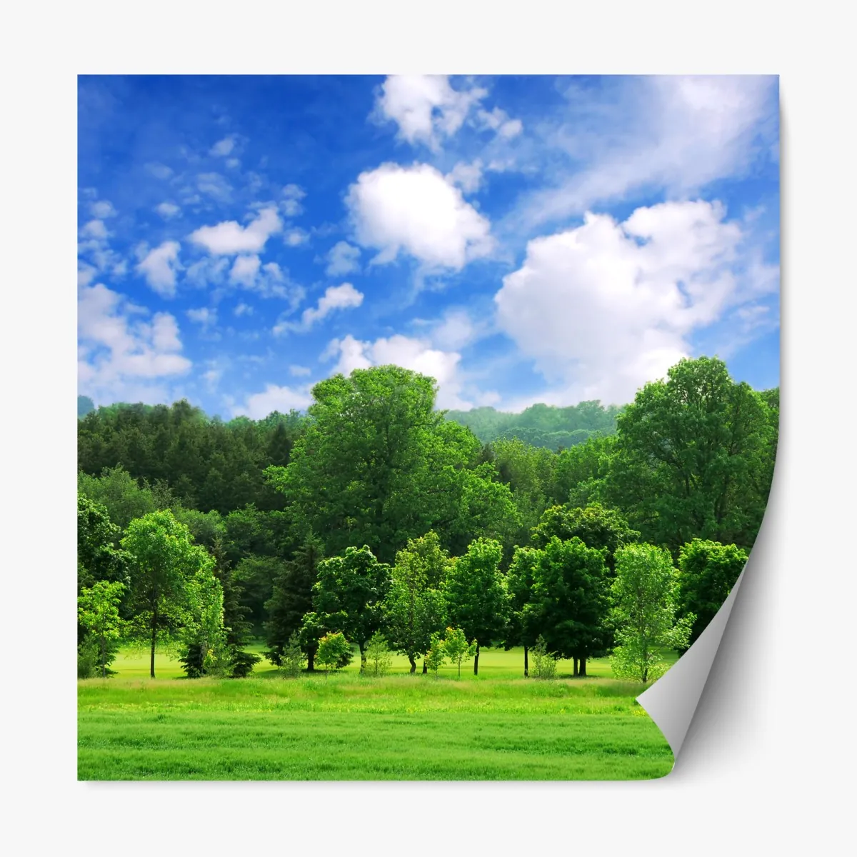 Naklejka repozycjonowalna letni zielony las pod niebieskim niebem – Wallissimo® Naklejka repozycjonowalna letni zielony las pod niebieskim niebem – Wallissimo®