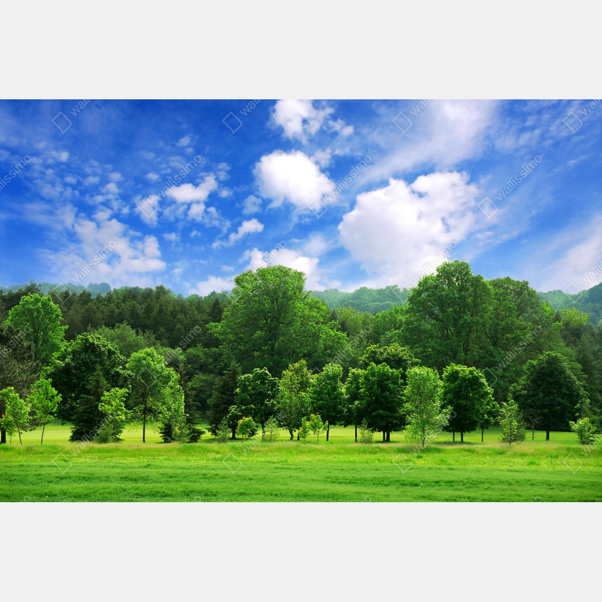 Naklejka repozycjonowalna letni zielony las pod niebieskim niebem – Wallissimo® Naklejka repozycjonowalna letni zielony las pod niebieskim niebem – Wallissimo®