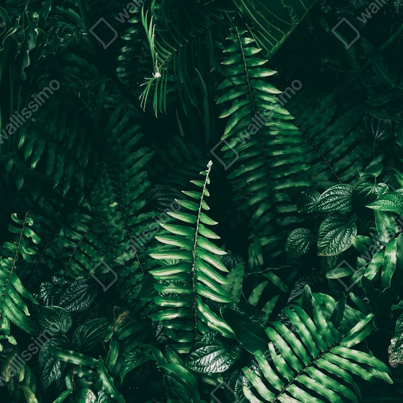 Naklejka na szafę bujne tropikalne liście – Wallissimo® Naklejka na szafę bujne tropikalne liście – Wallissimo®