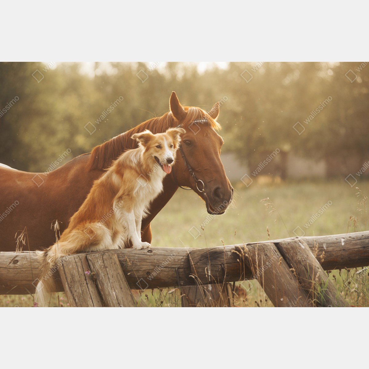 Naklejka na szafę słoneczni towarzysze: pies i koń – Wallissimo® Naklejka na szafę słoneczni towarzysze: pies i koń – Wallissimo®