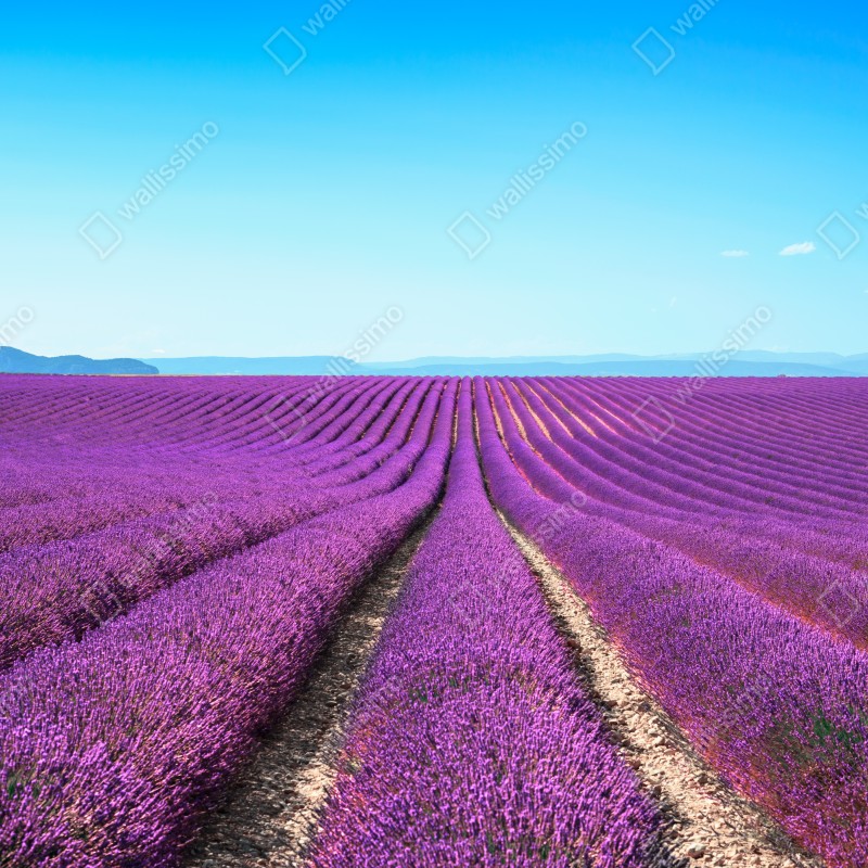 Naklejka na szafę pola lawendy pod błękitnym niebem – Wallissimo® Naklejka na szafę pola lawendy pod błękitnym niebem – Wallissimo®