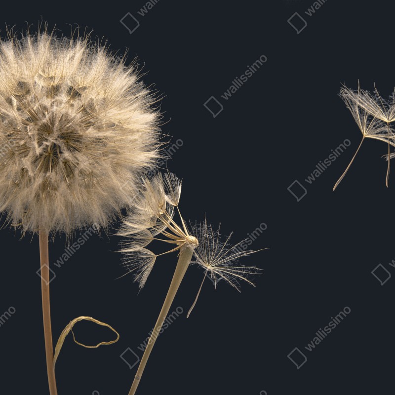 Naklejka na szafę delikatny dmuchawiec na ciemnym tle – Wallissimo® Naklejka na szafę delikatny dmuchawiec na ciemnym tle – Wallissimo®