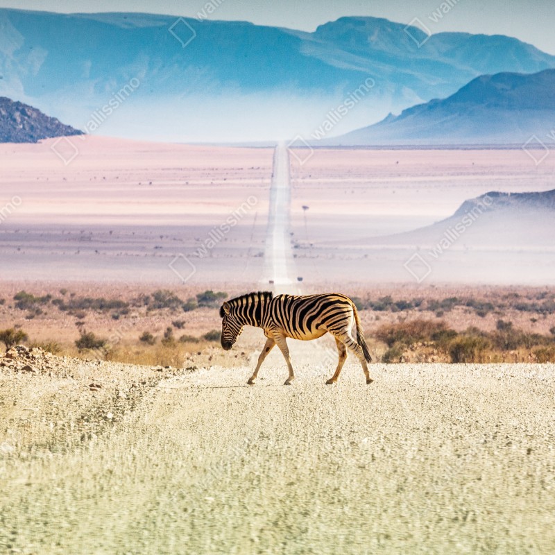 Naklejka na szafę zebra na pustynnej drodze – Wallissimo® Naklejka na szafę zebra na pustynnej drodze – Wallissimo®