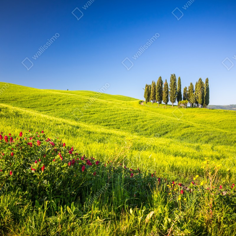 Naklejka na szafę słoneczne zielone wzgórza z cyprysami – Wallissimo® Naklejka na szafę słoneczne zielone wzgórza z cyprysami – Wallissimo®