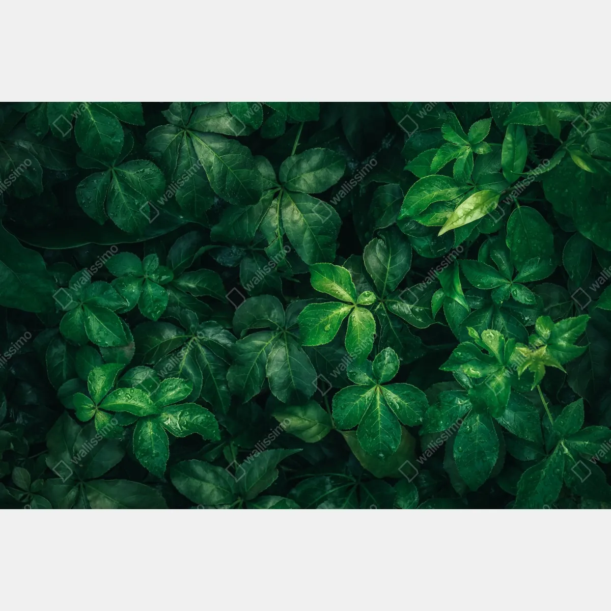 Naklejka na szafę bujne tropikalne zielone liście – Wallissimo® Naklejka na szafę bujne tropikalne zielone liście – Wallissimo®