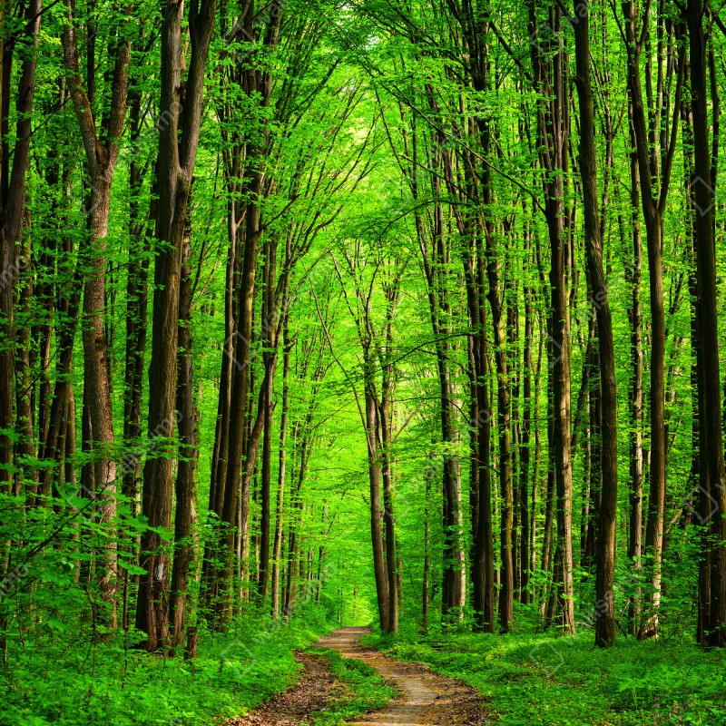 Naklejka na szafę bujna zielona leśna ścieżka – Wallissimo® Naklejka na szafę bujna zielona leśna ścieżka – Wallissimo®