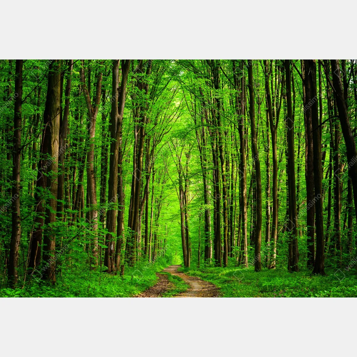 Naklejka na szafę bujna zielona leśna ścieżka – Wallissimo® Naklejka na szafę bujna zielona leśna ścieżka – Wallissimo®