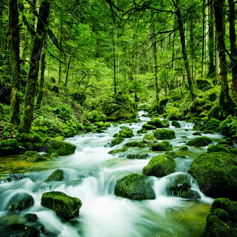 Naklejka na szafę mechowy strumień w lesie – Wallissimo® Naklejka na szafę mechowy strumień w lesie – Wallissimo®