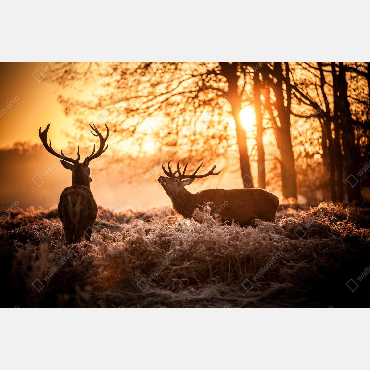 Naklejka na szafę złocisty wschód słońca z jeleniami na mroźnej łące – Wallissimo® Naklejka na szafę złocisty wschód słońca z jeleniami na mroźnej łące – Wallissimo®