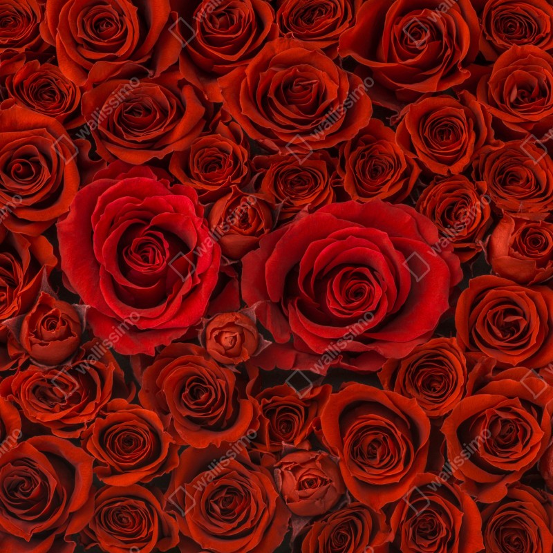 Naklejka na szafę bukiet czerwonych róż w zbliżeniu – Wallissimo® Naklejka na szafę bukiet czerwonych róż w zbliżeniu – Wallissimo®