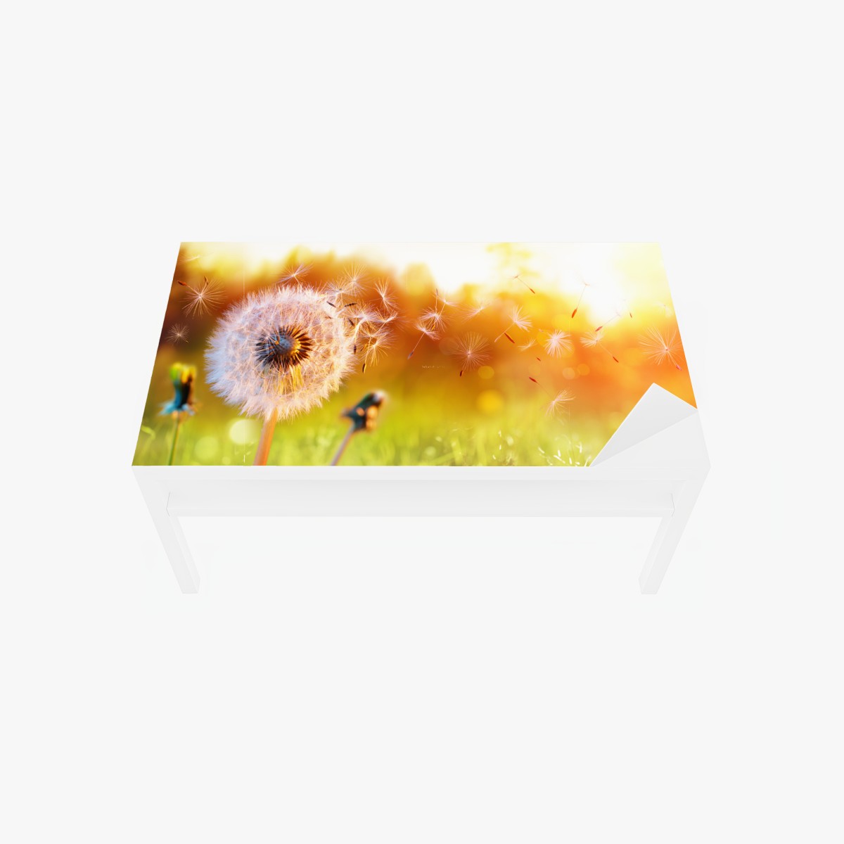 Table & desk veneer golden dandelion seeds at sunset