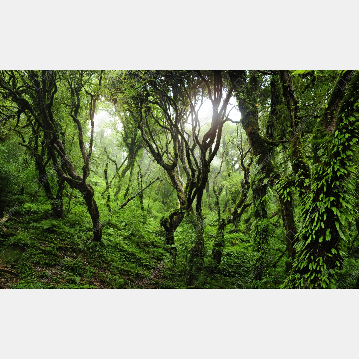 Naklejka na biurko i stół mistyczny zielony las – Wallissimo® Naklejka na biurko i stół mistyczny zielony las – Wallissimo®