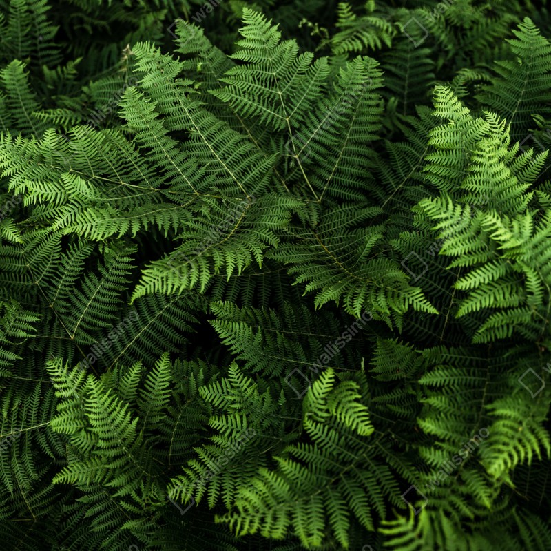 Naklejka na biurko i stół bujna zielona paproć – Wallissimo® Naklejka na biurko i stół bujna zielona paproć – Wallissimo®