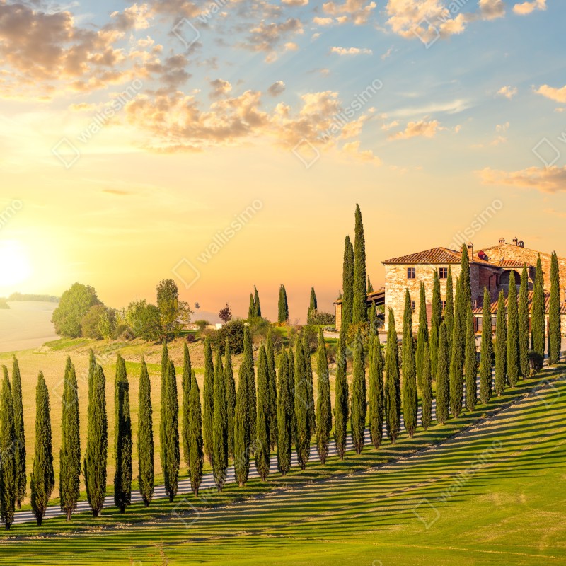 Naklejka na biurko i stół Toskania zachód słońca aleja cyprysów – Wallissimo® Naklejka na biurko i stół Toskania zachód słońca aleja cyprysów – Wallissimo®