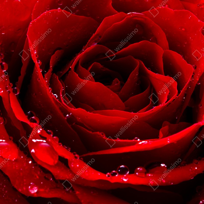 Naklejka na laptopa żywa czerwona róża - zbliżenie – Wallissimo® Naklejka na laptopa żywa czerwona róża - zbliżenie – Wallissimo®