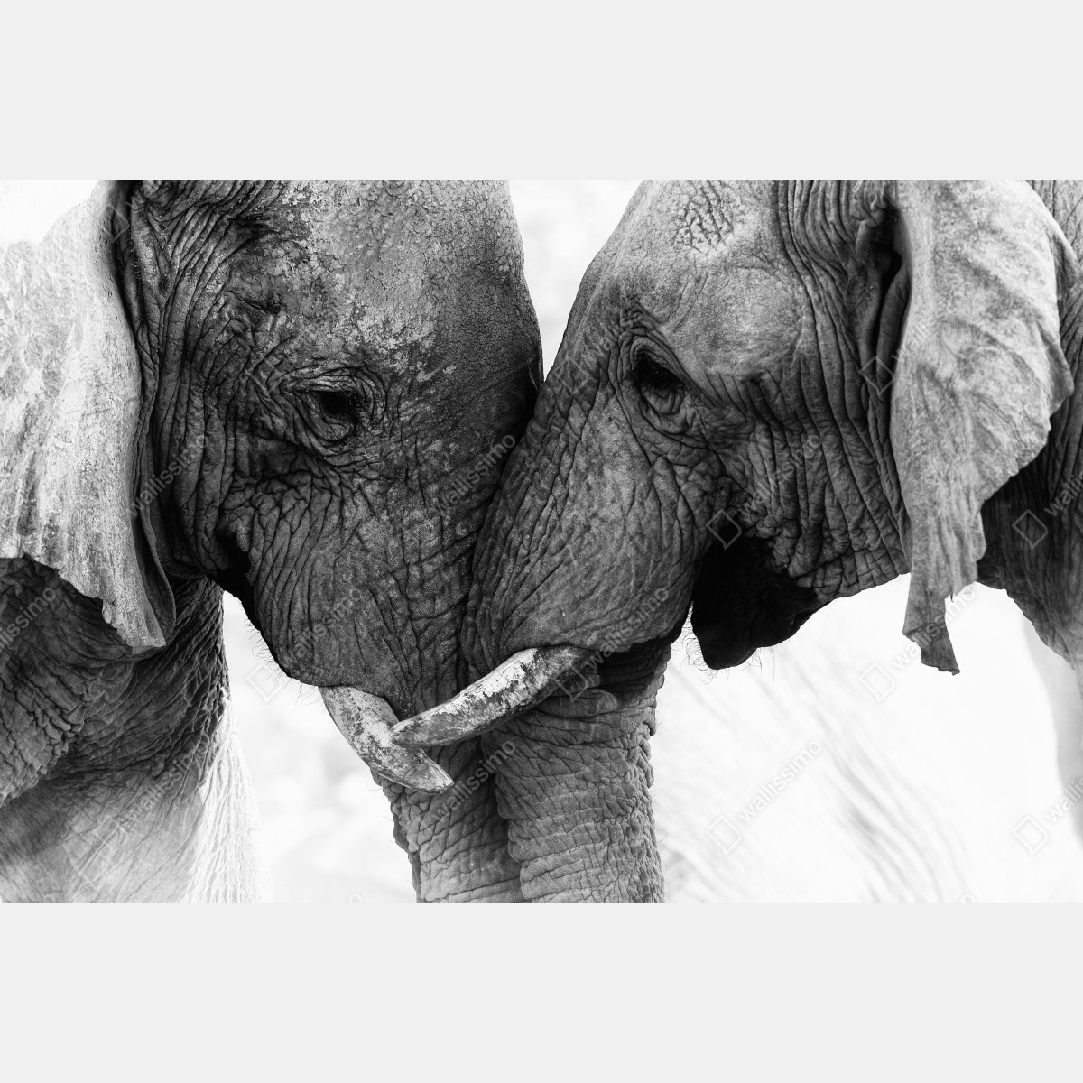 Naklejka na laptopa uścisk słoni czarno-biały portret – Wallissimo® Naklejka na laptopa uścisk słoni czarno-biały portret – Wallissimo®