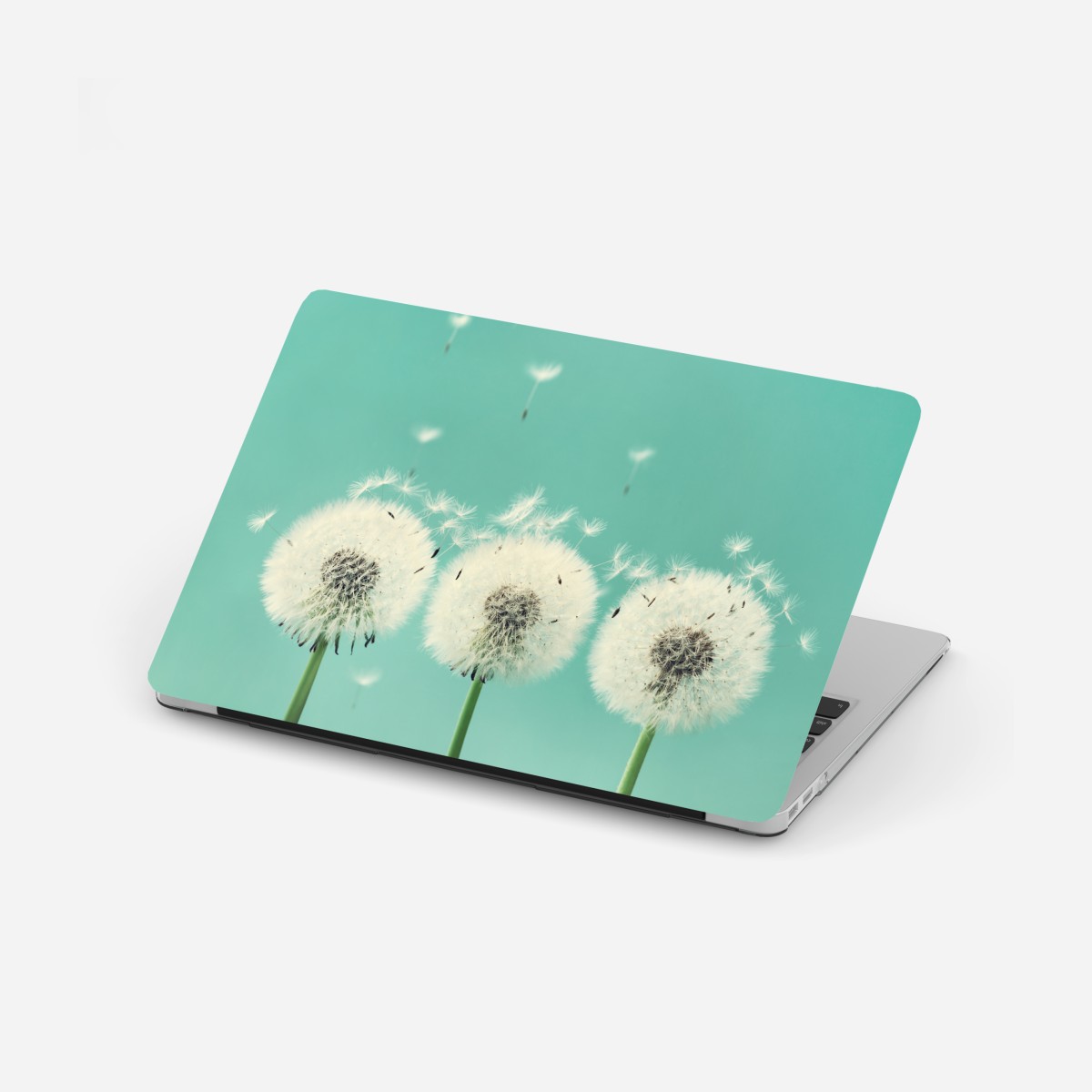 Laptop sticker three dandelion puffballs on turquoise background