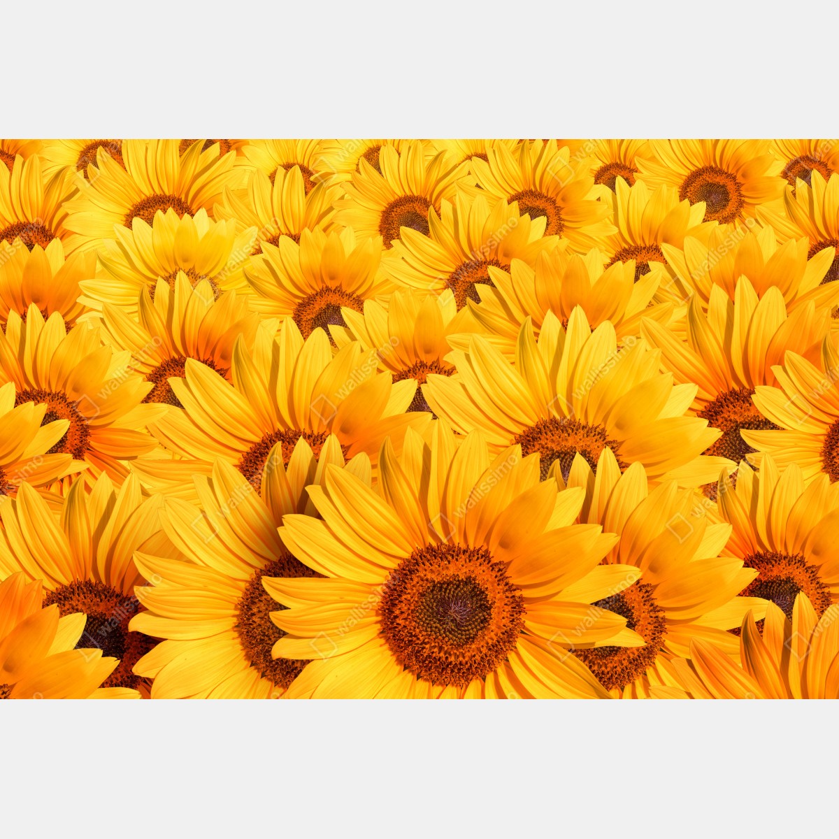 Naklejka na laptopa złote pole słoneczników – Wallissimo® Naklejka na laptopa złote pole słoneczników – Wallissimo®