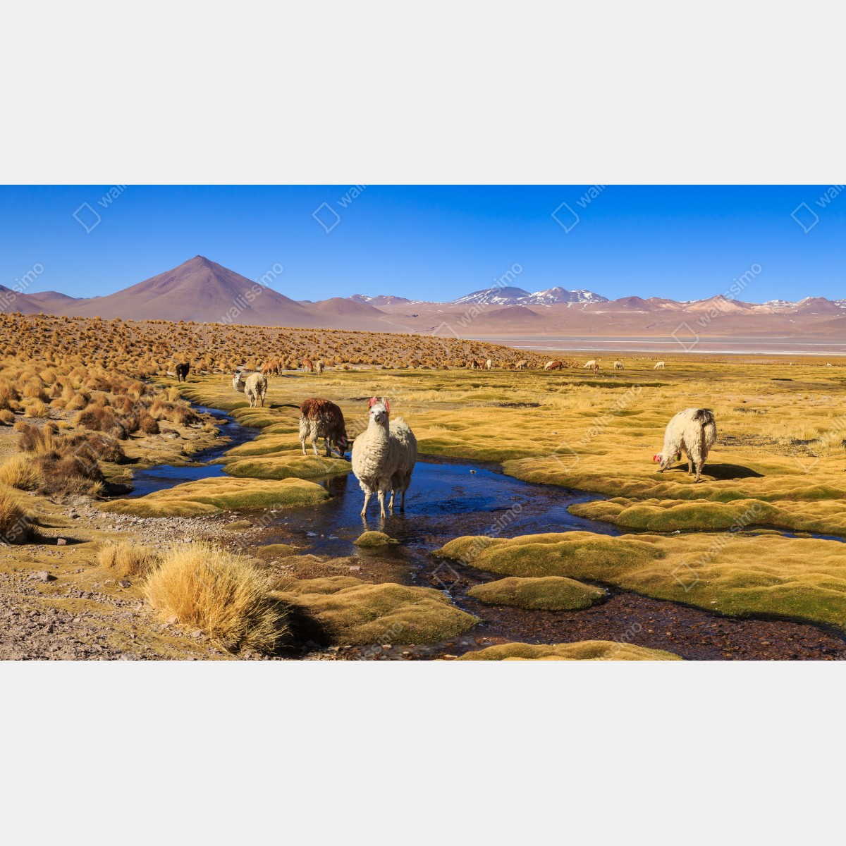 Naklejka na okno lamy na Altiplano – Wallissimo® Naklejka na okno lamy na Altiplano – Wallissimo®