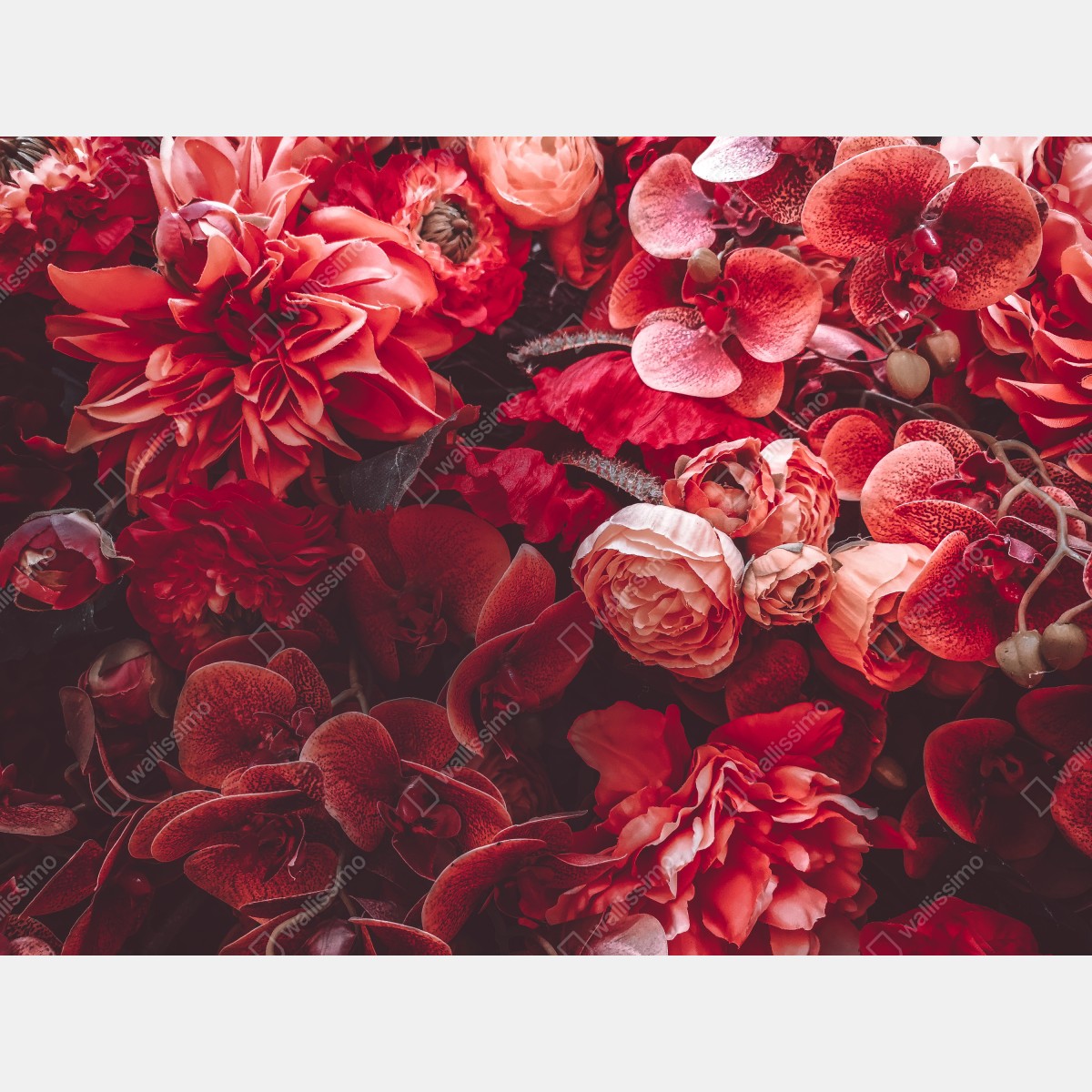 Naklejka na okno kwiatowa symfonia w odcieniach czerwieni – Wallissimo® Naklejka na okno kwiatowa symfonia w odcieniach czerwieni – Wallissimo®