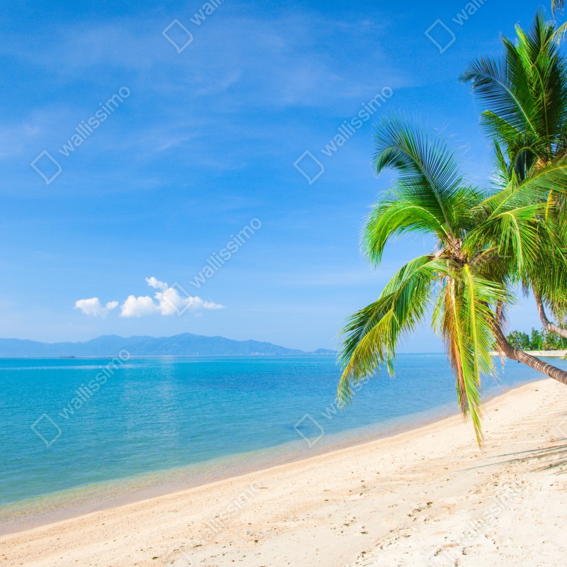 Naklejka na okno tropikalna plaża z palmami – Wallissimo® Naklejka na okno tropikalna plaża z palmami – Wallissimo®