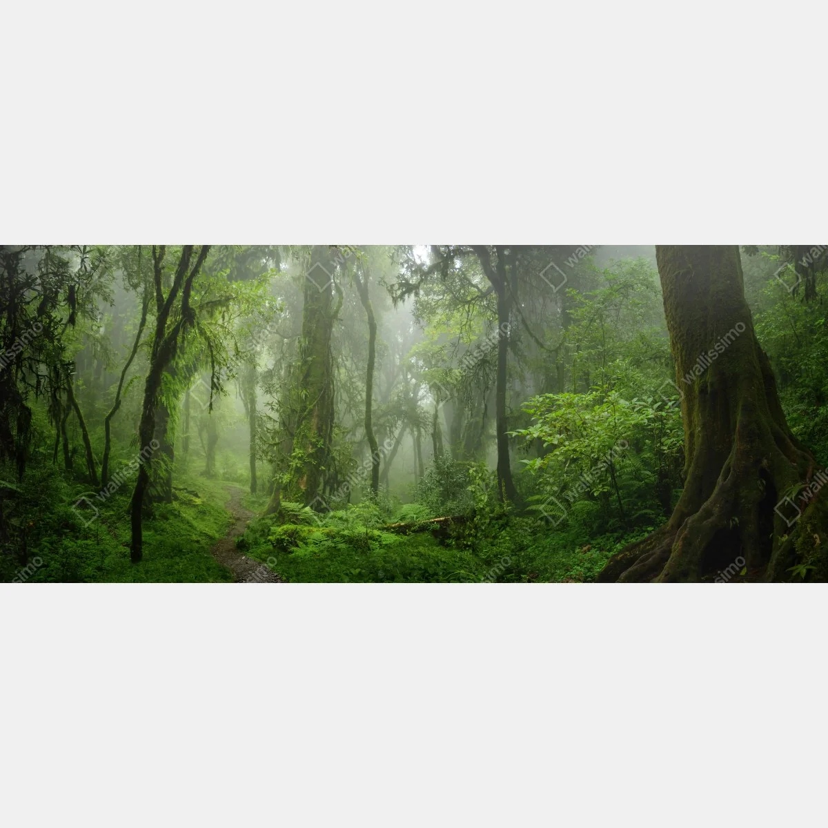 Naklejka na okno mglisty tropikalny szlak w dżungli – Wallissimo® Naklejka na okno mglisty tropikalny szlak w dżungli – Wallissimo®