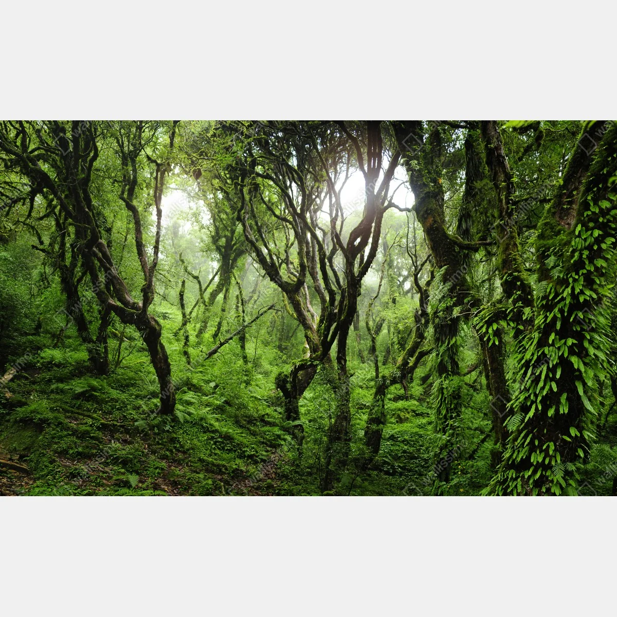 Naklejka na okno mistyczny zielony las – Wallissimo® Naklejka na okno mistyczny zielony las – Wallissimo®