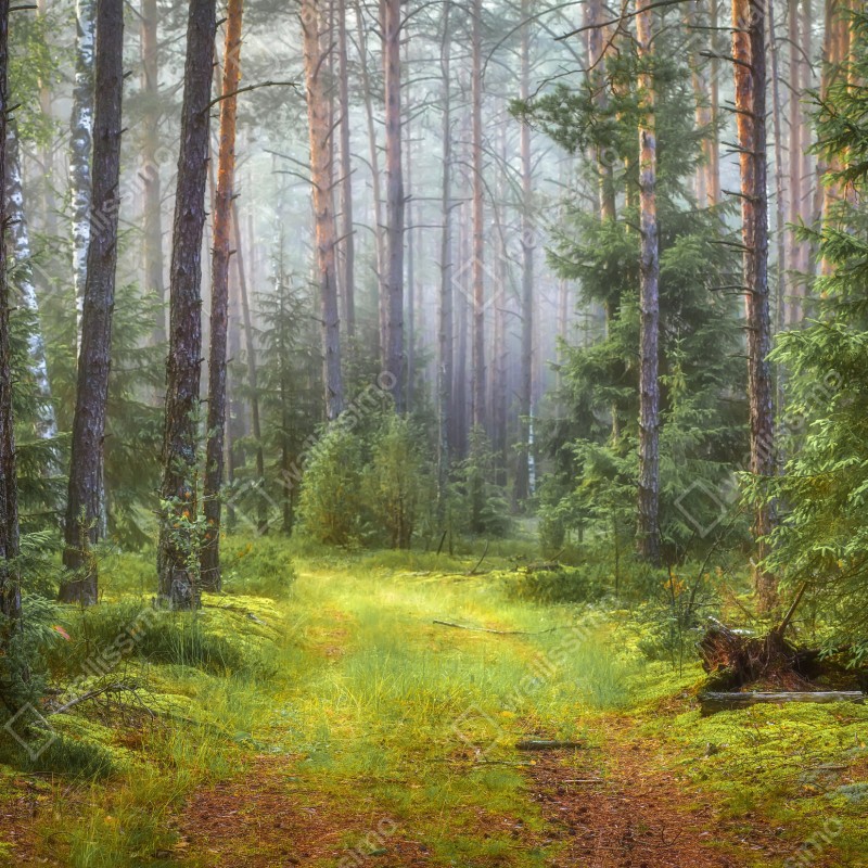 Naklejka na okno mglisty sosnowy las z ścieżką – Wallissimo® Naklejka na okno mglisty sosnowy las z ścieżką – Wallissimo®