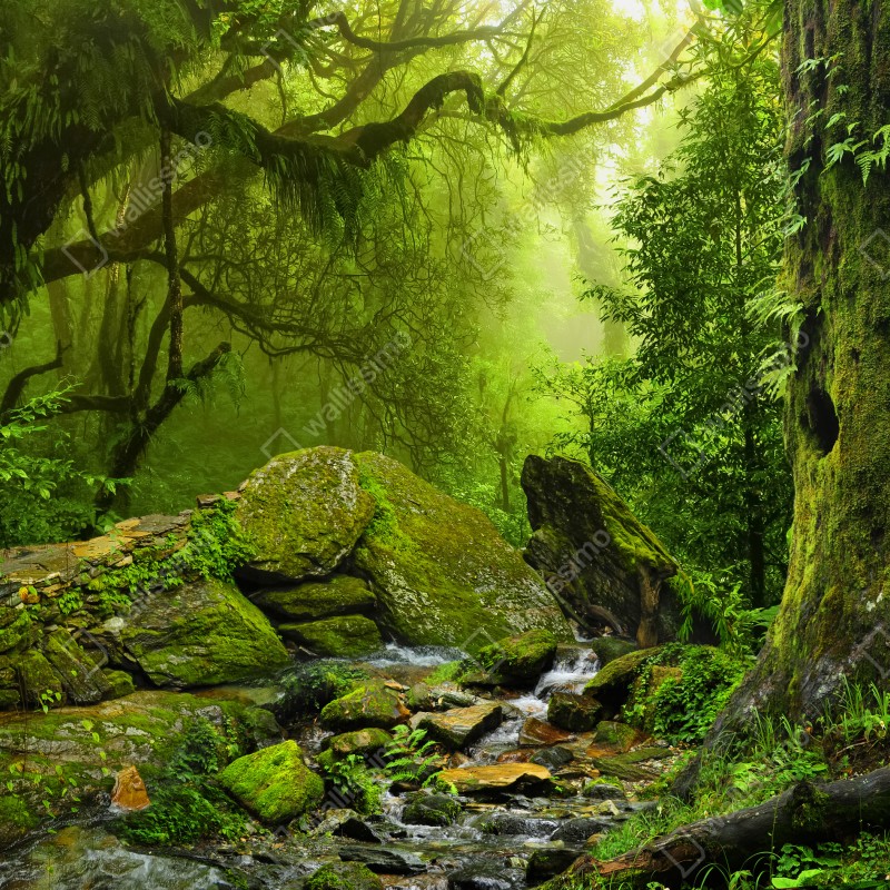 Naklejka na okno leśny strumień porośnięty mchem – Wallissimo® Naklejka na okno leśny strumień porośnięty mchem – Wallissimo®