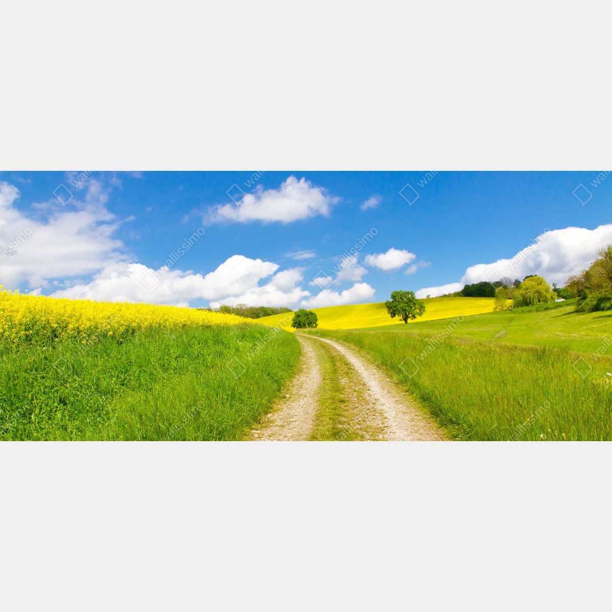 Naklejka na okno słoneczna wiejska droga przez żółte pola – Wallissimo® Naklejka na okno słoneczna wiejska droga przez żółte pola – Wallissimo®