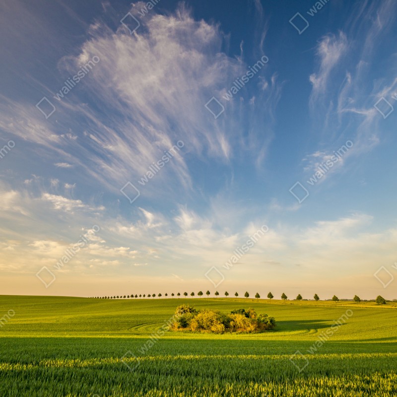Naklejka na okno zielona łąka z rzędami młodych drzew – Wallissimo® Naklejka na okno zielona łąka z rzędami młodych drzew – Wallissimo®