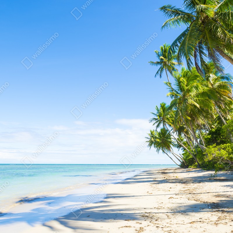 Naklejka na okno tropikalna plaża z palmami – Wallissimo® Naklejka na okno tropikalna plaża z palmami – Wallissimo®