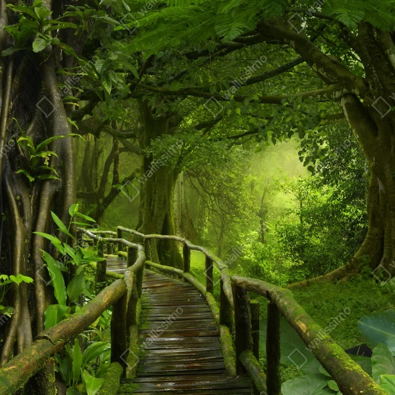 Naklejka na okno mglista kładka w tropikalnej dżungli – Wallissimo® Naklejka na okno mglista kładka w tropikalnej dżungli – Wallissimo®