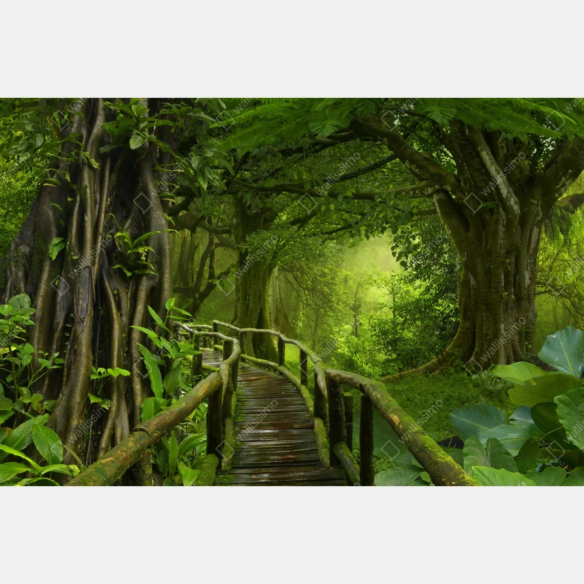 Naklejka na okno mglista kładka w tropikalnej dżungli – Wallissimo® Naklejka na okno mglista kładka w tropikalnej dżungli – Wallissimo®
