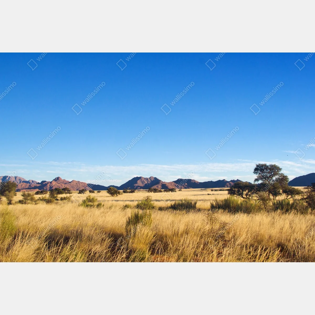Naklejka na okno spokojny krajobraz sawanny pod bezchmurnym niebem – Wallissimo® Naklejka na okno spokojny krajobraz sawanny pod bezchmurnym niebem – Wallissimo®