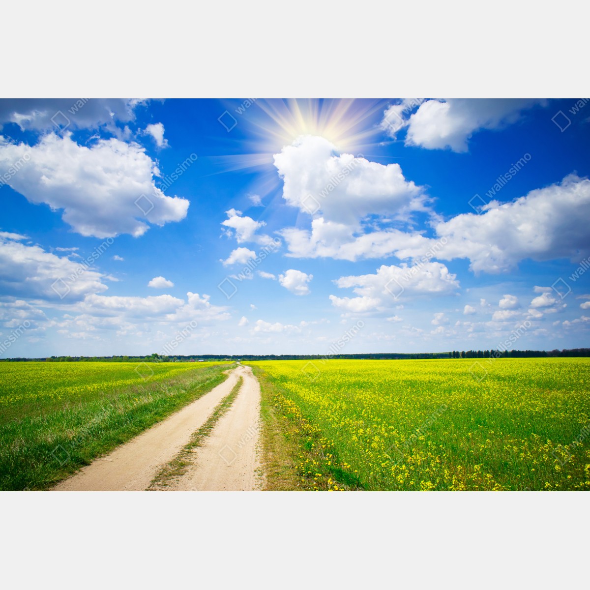 Naklejka na okno żółte pole rzepaku pod błękitnym niebem – Wallissimo® Naklejka na okno żółte pole rzepaku pod błękitnym niebem – Wallissimo®