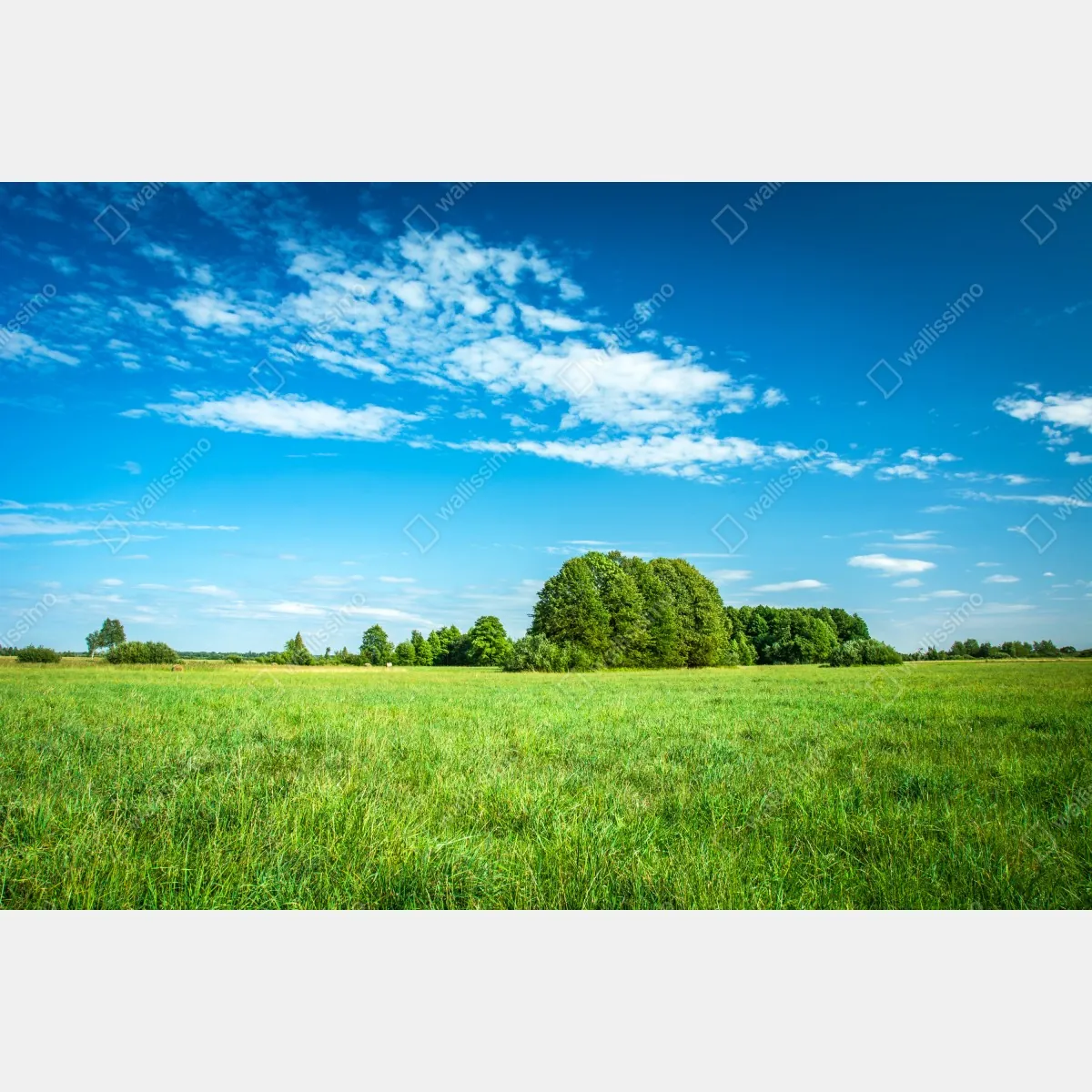 Naklejka na okno słoneczna zielona łąka pod niebieskim niebem – Wallissimo® Naklejka na okno słoneczna zielona łąka pod niebieskim niebem – Wallissimo®