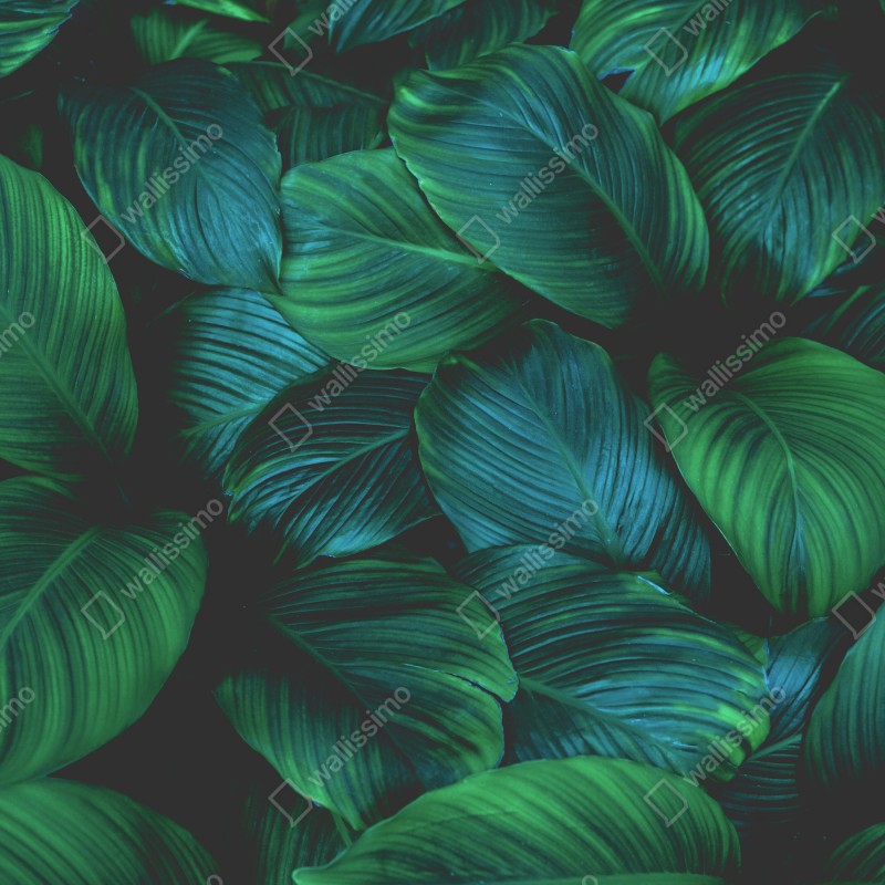 Naklejka na okno bujne tropikalne liście – Wallissimo® Naklejka na okno bujne tropikalne liście – Wallissimo®