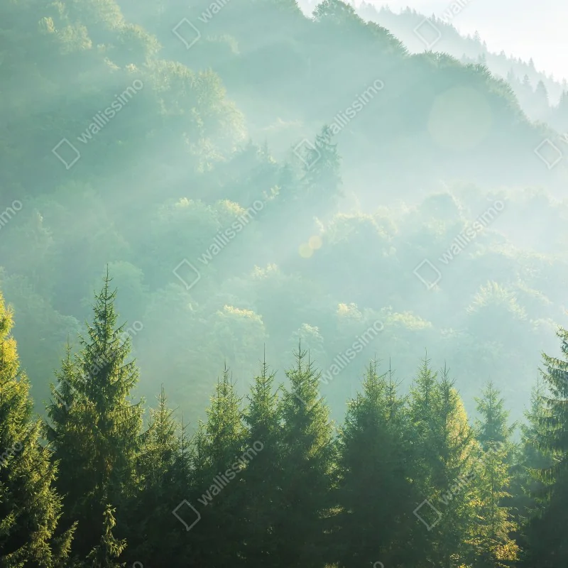 Naklejka na okno mglista korona świerków o poranku – Wallissimo® Naklejka na okno mglista korona świerków o poranku – Wallissimo®