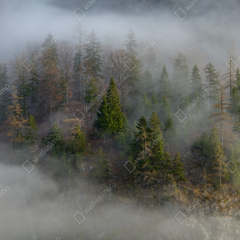 Naklejka na okno mglisty górski las – Wallissimo® Naklejka na okno mglisty górski las – Wallissimo®