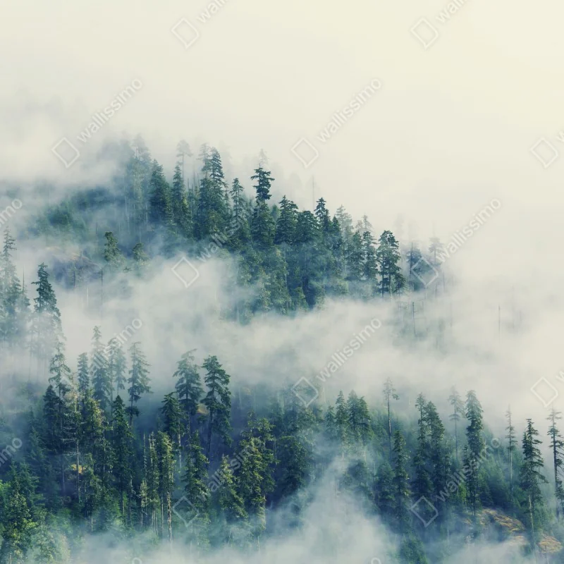 Naklejka na okno mglisty las – Wallissimo® Naklejka na okno mglisty las – Wallissimo®