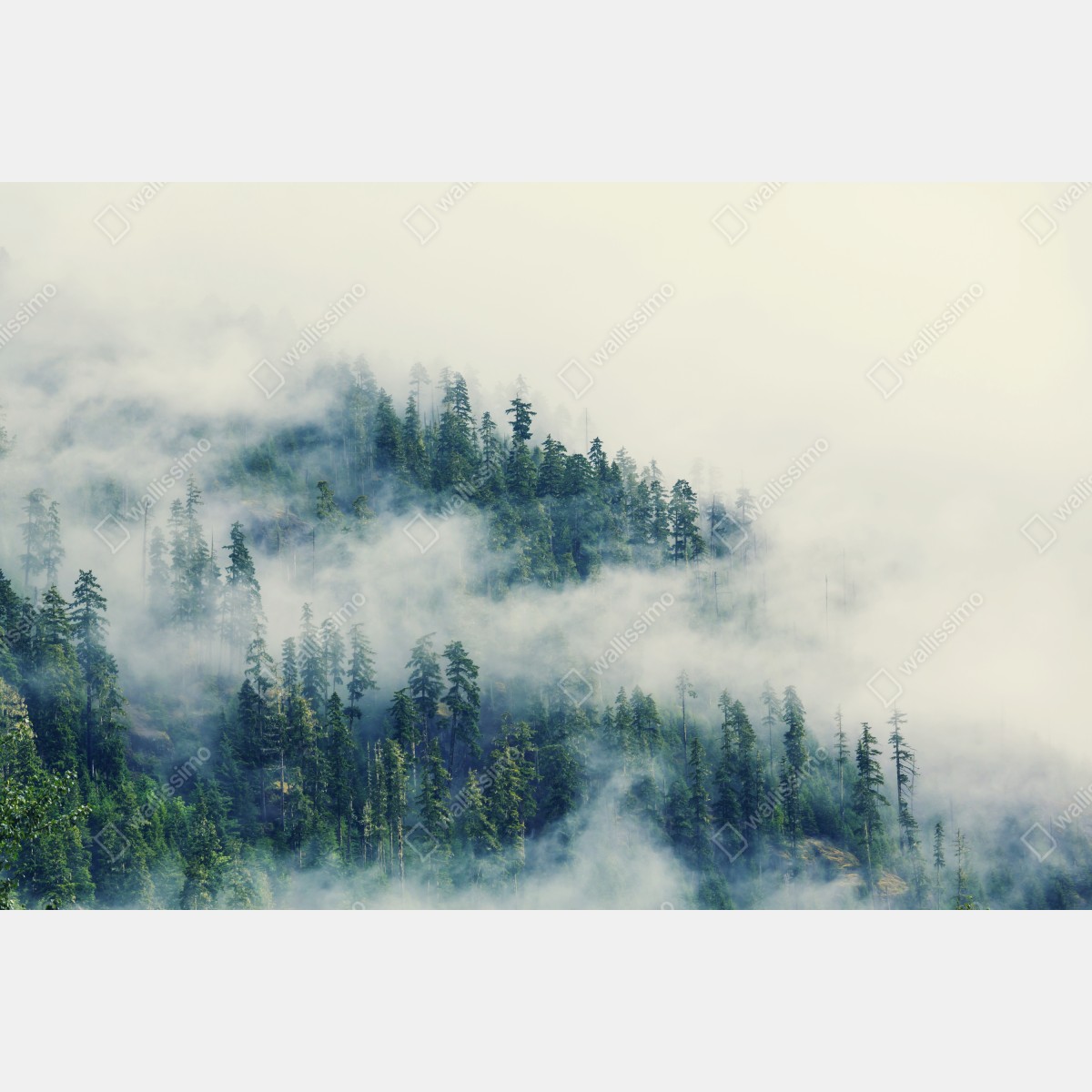 Naklejka na okno mglisty las – Wallissimo® Naklejka na okno mglisty las – Wallissimo®