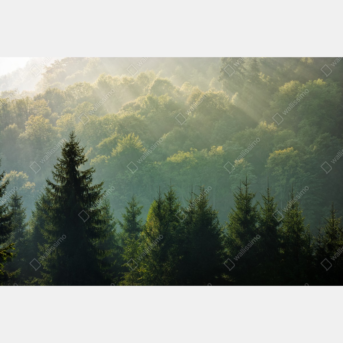 Naklejka na okno mglisty las świerkowy w Karpatach o wschodzie słońca – Wallissimo® Naklejka na okno mglisty las świerkowy w Karpatach o wschodzie słońca – Wallissimo®