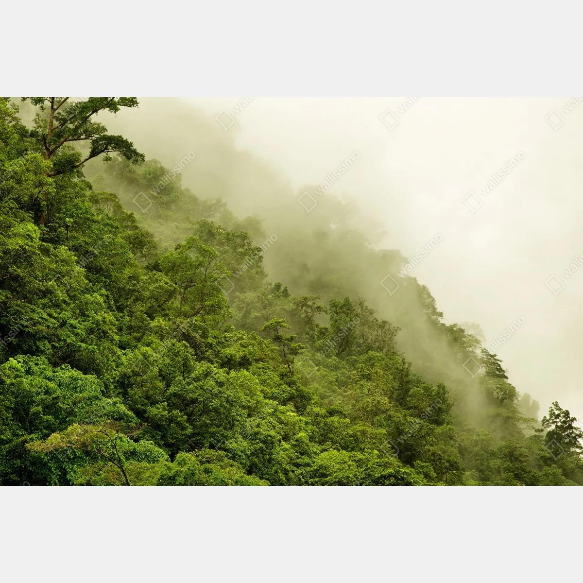 Naklejka na okno mglisty las deszczowy w pobliżu Cairns – Wallissimo® Naklejka na okno mglisty las deszczowy w pobliżu Cairns – Wallissimo®